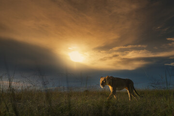 Lion at sunset