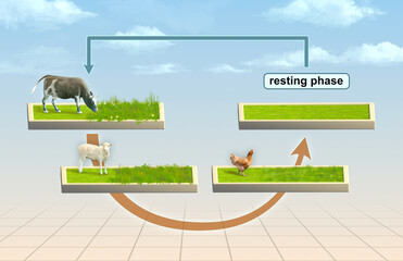 Multi species rotational grazing