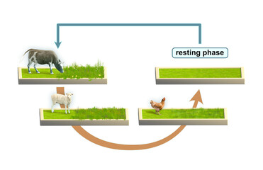 Multi species rotational grazing