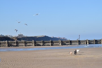 Dogs chasing birds on a beach by the sea