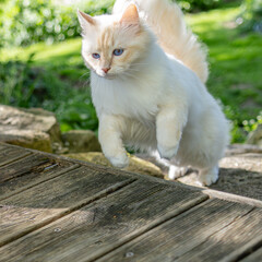 Kater in Aktion