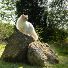 Kater in Aktion