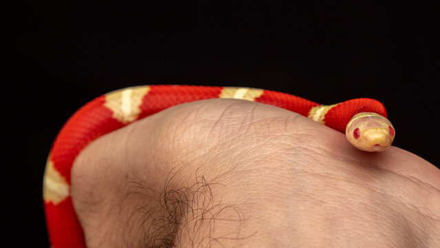 Lampropeltis triangulum, commonly known as the milk snake or milksnake, is a species of kingsnake