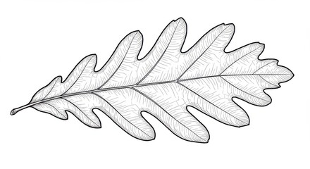 Naklejka premium Oak Leaf Line Art