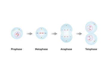 Naklejka premium Mitosis, Cell Division Science Design. Vector Illustration.