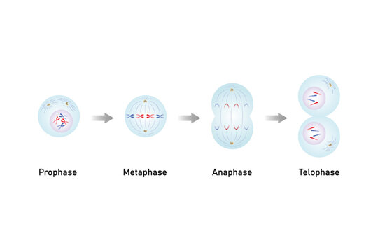 Mitosis, Cell Division Science Design. Vector Illustration.