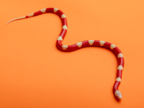 Lampropeltis triangulum, commonly known as the milk snake or milksnake, is a species of kingsnake