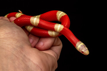 Lampropeltis triangulum, commonly known as the milk snake or milksnake, is a species of kingsnake