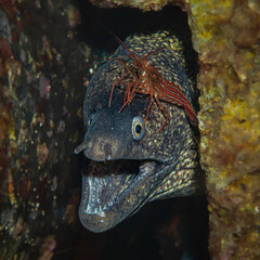 Unterwasserfoto einer Muräne mit Putzergarnele, Costa Brava, Spanien, Mittelmeer, Muraena helena