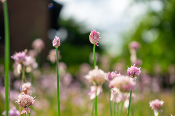 A close up view of a meadow with incredible wildflowers