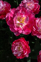Flowering Tulips 'Double Sugar' Variety