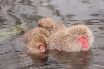 Fototapeta premium Snow Monkey