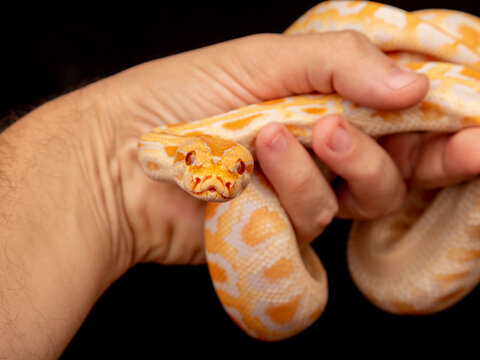 Gold Python, Reticulated python (Python reticulatus)