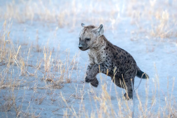 Spotted hyena cub running on dry savanna, Crocuta crocuta, Savuti, Chobe National Park, Botswana, Africa