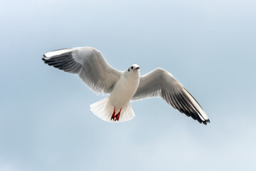 Fototapeta premium Flying seagull against cloudy overcast sky