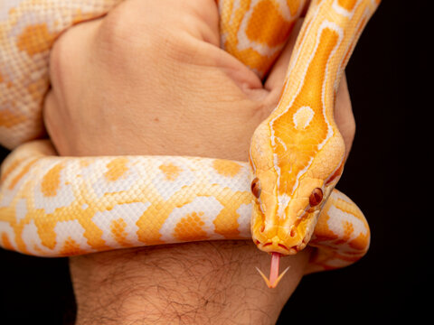 Gold Python, Reticulated python (Python reticulatus)