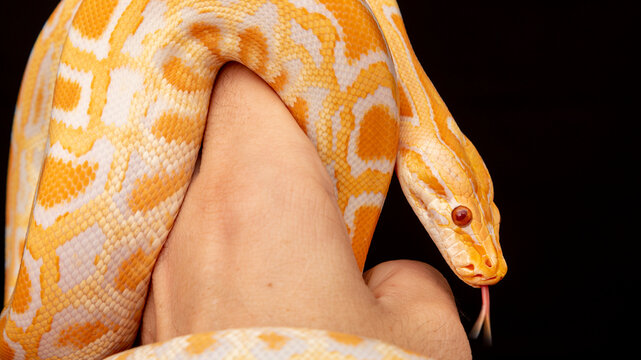 Gold Python, Reticulated python (Python reticulatus)
