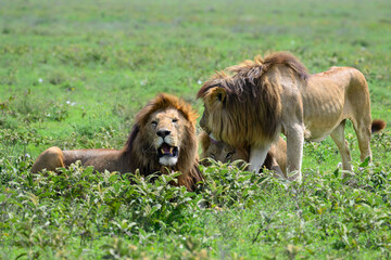 Three male lions interact closely in the open savanna