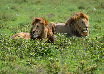 Naklejka premium Two male lions lie relaxed together among green plants