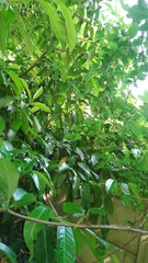 Un buisson ensoleillé
