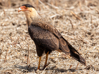The northern crested caracara (Caracara cheriway), also called the northern caracara and crested caracara, is a bird of prey in the family Falconidae.