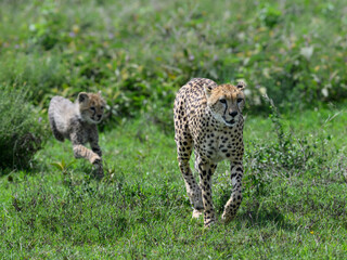 Cheetah walking through green grass with a cub emerging behind