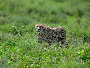 Cheetah slowly moving forward through leafy vegetation