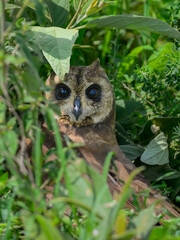 A Marsh Owl with striking dark eyes looks through thick grass, perfectly camouflaged on the ground