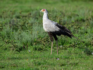 A Secretarybird walking gracefully across the open grassland