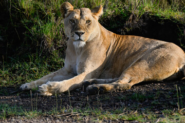 A relaxed lioness rests on the ground, watching attentively