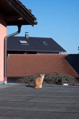 red cat on the street	