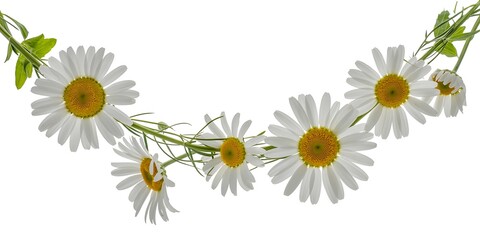 Fototapeta premium A cascade of beautiful daisies with pristine white petals on a white background