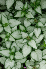 Silvery white with green edges leaves of Lamium maculatum - natural background. Groundcover ornamental plant