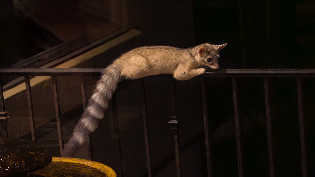 Ringtail Perched on Porch Railing