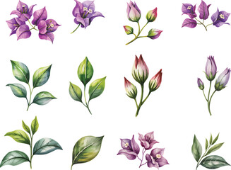 Blooming branch of violet bougainvillea flowers Watercolor illustration. Bougainvillea flowers Watercolor illustration isolated on background.