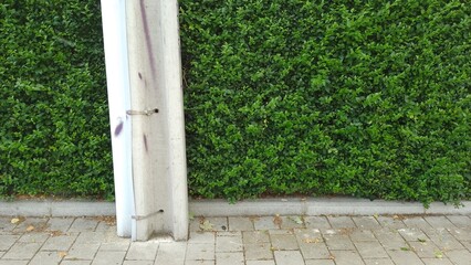 Un trottoir avec un mur en buisson avec un poteau électrique