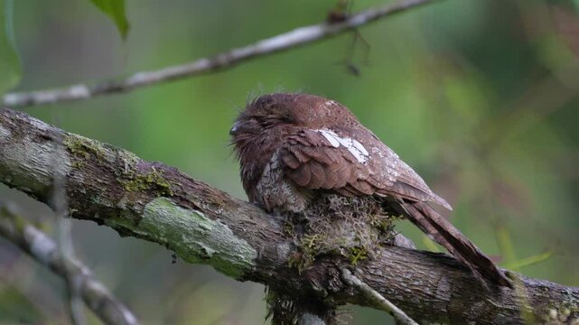 Gould's frogmouth  (Batrachostomus stellatus) Bird watching in the forest