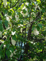 Davidia involucrata plant tree. Blooming white buds. Green leaf. Dove