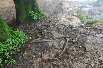 Tree roots at misty forest of famous pine tree, scientific name pinus, jungle of Lepchajagat, Darjeeling,West Bengal, India. Lush foliage of landscape scenery of Himalayas foggy monsoon weather.