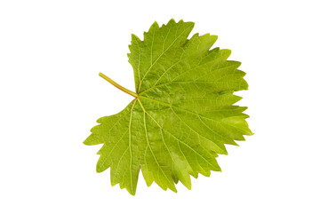Fresh organic green grapes leaves. Vine leaves on the white background