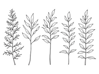 Moringa Leaves Botanical Line Art