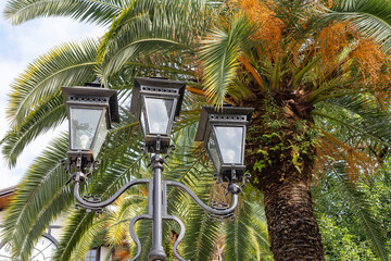 a composition of tall palm trees and an antique lantern, illuminated by the bright autumn sun. The antique lantern with three lamps contrasts with the spreading crown of the palm tree,