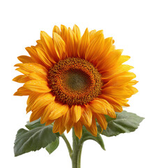Vibrant sunflower bloom nature floral beauty in nature isolated on transparent background