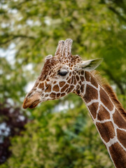 Close-Up of a Giraffe in a Natural Green Landscape