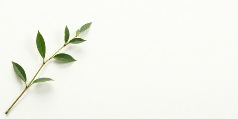 Simple Green Branch on White Background A Minimalist Botanical Image Perfect for Nature-Themed Designs and Projects