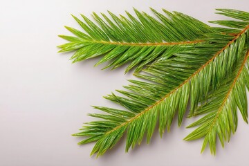 Obraz premium Green palm fronds from a tropical beach coconut palm tree are isolated on a white background, creating a layout for summer and tropical nature concepts