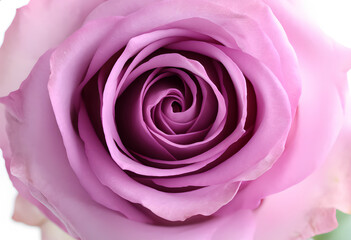Velvet Purple Rose