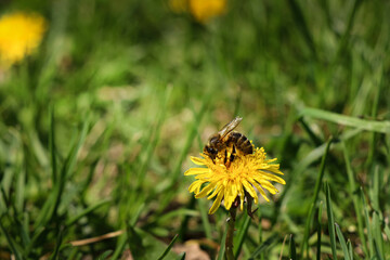 A bee on a yellow flower in the grass.