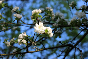 Fototapeta premium White blossoms on tree branches against blue sky.