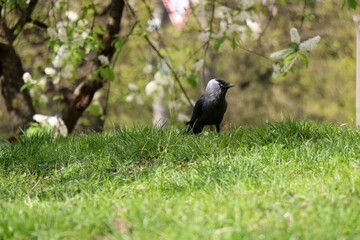 A black bird standing on grass under trees with blossoms.